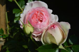 Illaros rózsa