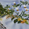 Margarétás terítő garnitúra – hófehér elegancia Margarétás terítő garnitúra - hófehér elegancia